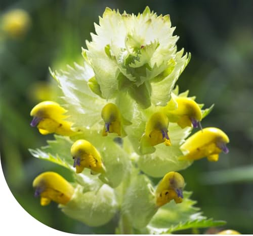 Klappertopf samen | Rhinanthus minor | 10g - 3.300 Samen | Für Wildblumenwiesen | Verdrängt konkurrierende Gräser in Blumenwiesen | Attraktiv für Hummeln und Bienen | Wuchshöhe: ± 10-50 cm