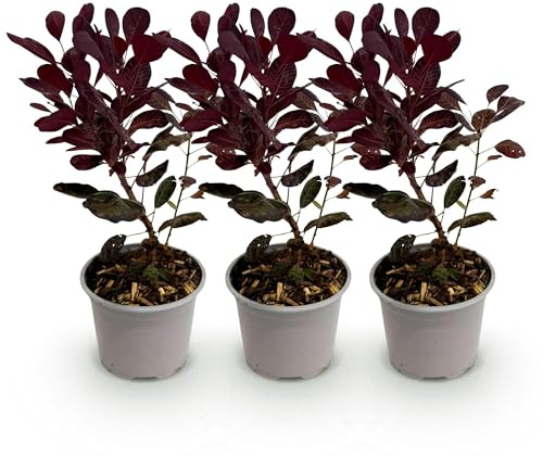Cotinus coggygria Lilla – 3 piante – 12 cm – altezza circa 35 cm – arbusto per parrucca con fiori estivi viola & foglie viola – facile da pulire per aiuole, terrazze e balconi