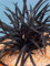 Ophiopogon planiscapus Niger - Schwarzer Schlangenbart - Ziergräser winterhart immergrün mehrjährig -15 cm Topf