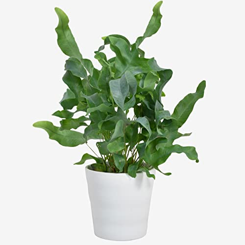 Phlebodium Blue Star Fern Live Indoor Plant for Home, Office, Bedroom, Kitchen, Living Room Decor, Natural Air Purifier Houseplant