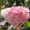 20 Vanilla Strawberry Hortensie Blumensamen als Bonsai Pflanze oder Baum im Topf oder Boden Hydrangea macrophylla für Heim & Garten Weiß
