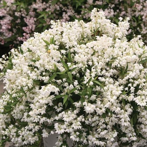 Plant Theory Yuki Snowflake Deutzia Deutzia x Rosea Shrub Plant 3L Pot