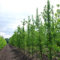 Pianta vera di Ginkgo biloba Tremonia - maschio