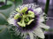 10 Semi di Frutto della Passione (Passiflora edulis)