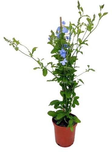 Plumbago o Jazmin del Cielo Azul Planta Natural - Plumbago Planta de exterior - Planta Viva (En tutor)