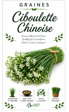 850 graines de ciboulette chinoise (allium tuberosum) ail odorant vivace et productive