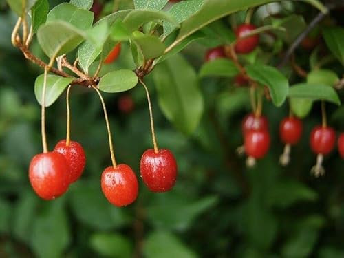 Essbare Ölweide Elaeagnus multiflora Pflanze 25-30cm rote Sommer-Ölweide Rarität