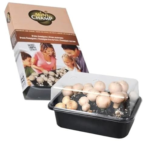 Brown Mushroom Growing Kit - Grown Your Own - Instructions Included