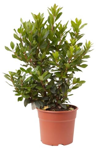 Verdecora Madroño en maceta de 5L | Arbutus unedo | Árbol Frutal y Ornamental | Ideal para Jardines, Terrazas y Decoración Exterior