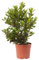 Verdecora Madroño en maceta de 5L | Arbutus unedo | Árbol Frutal y Ornamental | Ideal para Jardines, Terrazas y Decoración Exterior