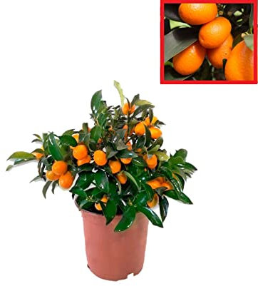 Calamondin- Naranjo enano Chino de 55 cm de Altura - Kumkuat Planta Natural (Citrus Fortunella) - (Altura 35 Cm aprox) (35 cm)
