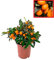Calamondin- Naranjo enano Chino de 55 cm de Altura - Kumkuat Planta Natural (Citrus Fortunella) - (Altura 35 Cm aprox) (35 cm)