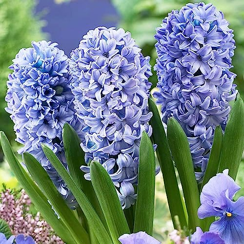 300 Stück/Beutel Hyazinthensamen, umweltfreundlich, einfach zu pflanzen, Hyazinthen-Blumensamen, Blumen-Obstbaum-Gemüsesamen Blau Hyazinthe-Samen