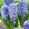 300 Stück/Beutel Hyazinthensamen, umweltfreundlich, einfach zu pflanzen, Hyazinthen-Blumensamen, Blumen-Obstbaum-Gemüsesamen Blau Hyazinthe-Samen