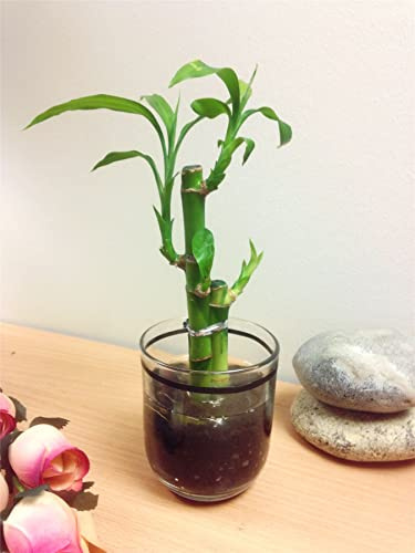 Lucky Bamboo Ribbon Plant 3 Stalks with Black Theme Vase and Gravel Stone