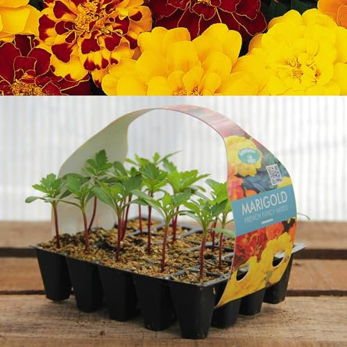Plug Plants Marigold French Fancy Mix - 20 Plants Per Tray - Ready to Grow On Bedding Plugs - Summer Flowering Ideal for Containers, Patio Pots and Beds or Borders - 3 Packs