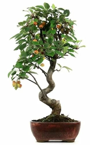 Árbol Natural en Bonsái Manzano Árbol Frutal Malus
