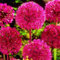 Allium Zwiebeln-Winterhart MehrjäHrig,Allium Giganteum Zwiebeln,Allium Giganteum Zwiebeln Knollen,Allium Zwiebeln Groß,Zierblumen,Winterharte Zwiebel-8zwiebeln-c