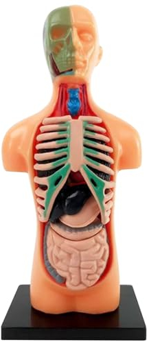 Wedhapy Menschliches Körpermodell für Kinder 5,5 Zoll abnehmbares 3D Anatomiemodell pädagogische Anatomie Jane Puppe aus Kunststoff für Schüler