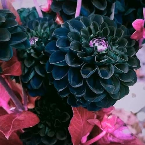 Dahlien zwiebeln,winterharte,dalienknollen winterfest bienenfreunlich,dahlien knollen,dahlien knollen winterhart MehrjäHrig,dahlien knollen großblumig,dahlienknollen kaufen.-2 zwiebeln-B