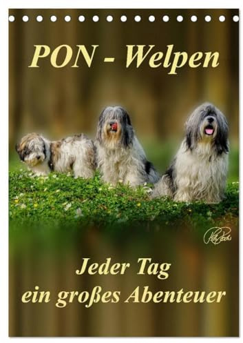PON-Welpen - jeder Tag ein großes Abenteuer/Planer (Tischkalender 2026 DIN A5 hoch), CALVENDO Monatskalender: PON-Welpen - einzigartige, sehr ... mit unstillbarem Spieltrieb (CALVENDO Tiere)