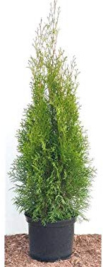 Lebensbaum Thuja occidentalis Smaragd 80-100 cm, 45 Stück, winterhart | 45 Stück, dichter Sichtschutz, schnittverträglich, sonnig bis halbschattig, robust, ideal für Garten und Hecke