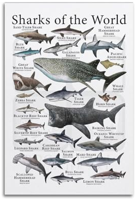 KAIPA Poster mit Tiermotiven, Motiv: Haie der Welt, dekoratives Gemälde, Leinwand, Wandposter und Kunstdruck, moderne Familienschlafzimmer-Dekoration, Poster, 50 x 75 cm
