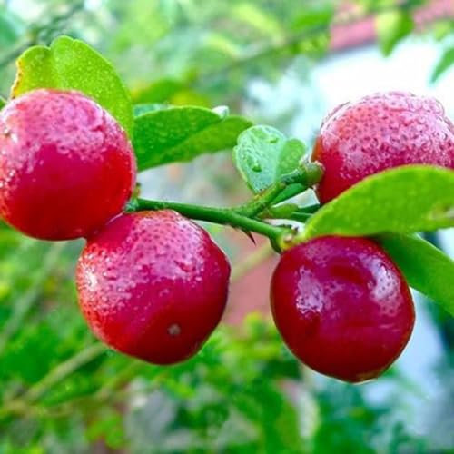 20 pz / 1 confezione semi di limone rosso albero nano bonsai frutta giardino domestico all'aperto semi di giardinaggio per piantare ora