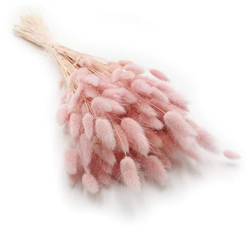 Lagurus Creme 120 Stück 65 cm | Trockenblumen | Klein Pampasgras | Dried Flowers | |Hochzeitsdeko| Trockenblumenstrauß | Weihnachtskranz | Kranz | Fotografie Deko | Vase Deko | (Rosa)