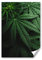 DV DESIGN 1 x A4 Poster Art Print - The Marijuana Plant Cannabis Plant Wall Art Paper Posters Large Picture Graphic Photo #16564