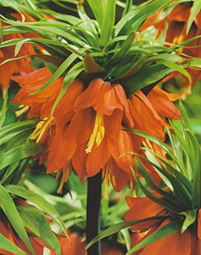 3 Kaiserkronen Fritillaria Imperialis Rubra Blumenzwiebeln