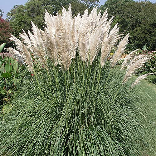 Cortaderia selloana 'Pumila' - White Evergreen Perennial Plants - Pampas Grass Plant in Pot (1 Litre Pot, 20-40cm)