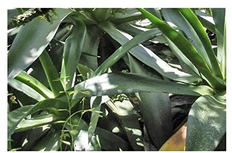 Pezzi - 10x Agave Warelliana Agave Giardino Piante - Seme ID750 - Seeds & Plants Shop by Ipsa