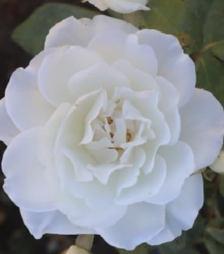 ‘Margaret Merril’ – Creamy White Floribunda Rose – 4L Potted