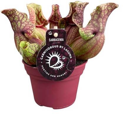 Sarracenia venosa - 20cm - Ø12cm - Pianta d'appartamento - Sempreverde