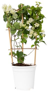 Plant in a Box - Bougainvillea - Bougainvillea auf Gestell - Weiße Blüten - Kletterpflanze - Gartenpflanze - Topf 17cm - Höhe 50-60cm