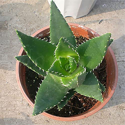 Haloppe 20 Stücke Aloe Vera Pflanzen Samen für Hausgarten Pflanzen, Aloe Vera Samen Ausgezeichnete Zimmerpflanzen Kräuter Sukkulenten Garten Seltene Pflanze