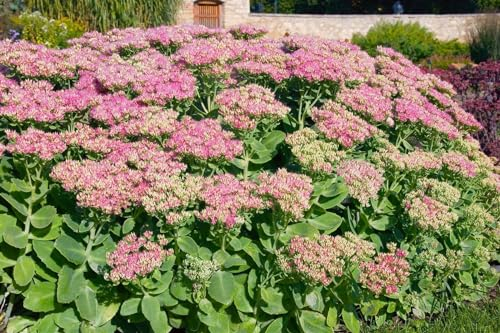 Sedum spectabile 'Rosenteller' 9x9 cm Topf – Winterhart, Mehrjährig, Pflegeleicht – Fetthenne – Staude für Steingarten & Beet