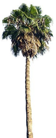 MESSICANA Palma Washingtonia robusta apparente 500 semi