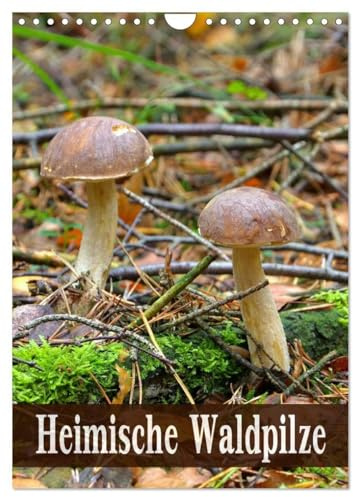 Heimische Waldpilze (Wandkalender 2026 DIN A4 hoch), CALVENDO Monatskalender: Bekannte und beliebte Pilze der heimischen Wälder (CALVENDO Natur)