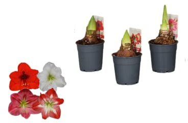 3 x Mix Colour Amaryllis Plants Hippeastrum Bulbs Star Lily in 10cm Pots