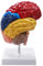 Wresetly Cerebral Anatomical Model Anatomy 1:1 Half Brainstem Teaching Lab Supplies