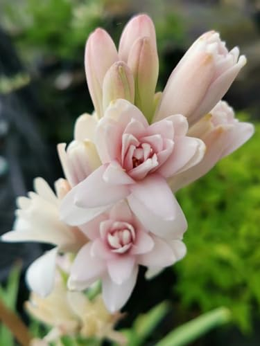 Gladiolen Zwiebeln Gladiolen Samen Gladiolen knollen Dekorative Pflanzen FüR Den Garten