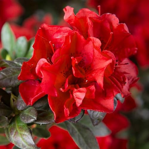 Vivai le Georgiche - Pianta vera di Azalea Encore Autumn Fire - vaso Ø 18 cm - altezza alla vendita 15-20 cm