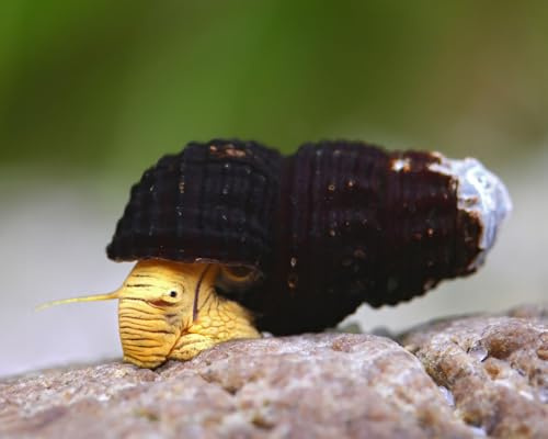 NatureHolic Yellow Mini Tylo Schnecken Tylomelania spec. 3 Stück - Aquarium Schnecken lebend - Kleine Algenfresser Schnecke für Becken ab 20l - Natürliche Aquarien Reinigung