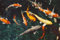 Fabulous Poster Plakat Koi Fisch Multicolor Fischteich Japan Goldfisch