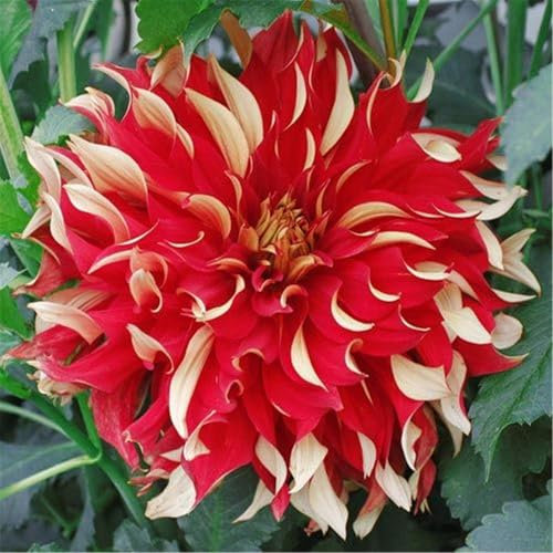 Dahlien knollen winterhart - Dahlien knollen mix - Dahlienknollen kaufen-2zwiebeln-C