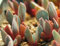 50 Samen Aloinopsis Orpenii, Seltene Saftige Eis Pflanze Mesems lebendigen Steine ​​Seed