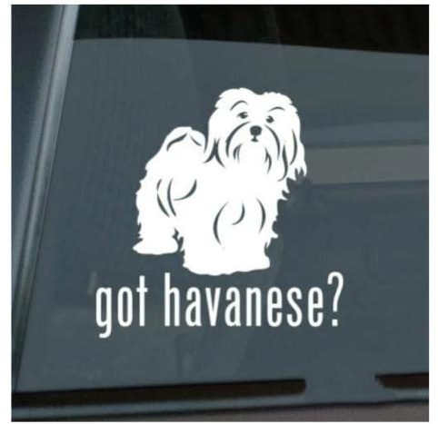 GAETOYEN Autoaufkleber Hund Personalisiert 21Cm(8.6 Inches) X Zoll Got Havanese Aufkleber Gestanztes Vinyl Blanquito Fensteraufkleber Autoaufkleber Niedlicher Hund(def1m13445)