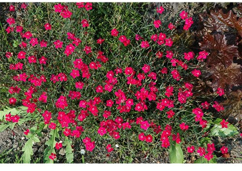 Dianthus gratianop.'Rubin' - Garten-Pfingst-Nelke 'Rubin' - 9cm Topf
